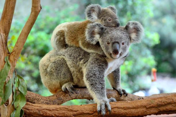 koala and joey