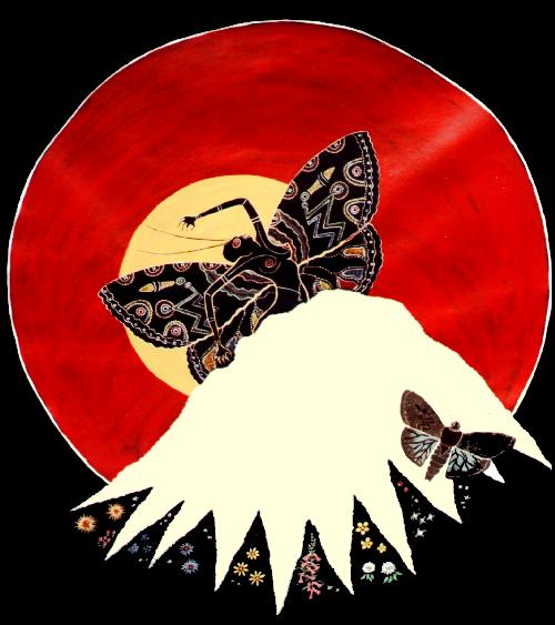 bogong moth