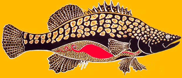 Murray Cod