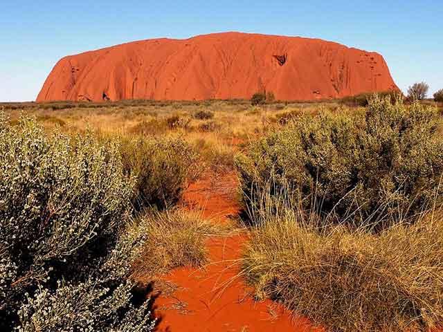 Sturt Desert Pea