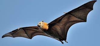 flying fox