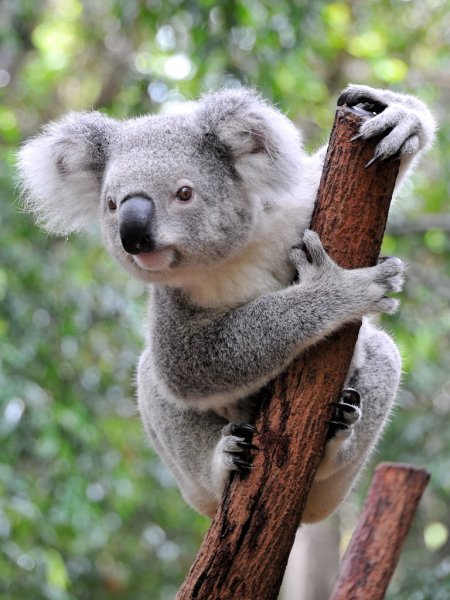 koala