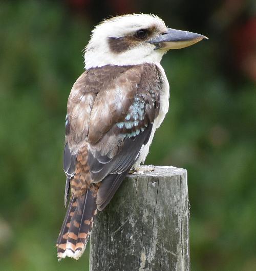 kookaburra