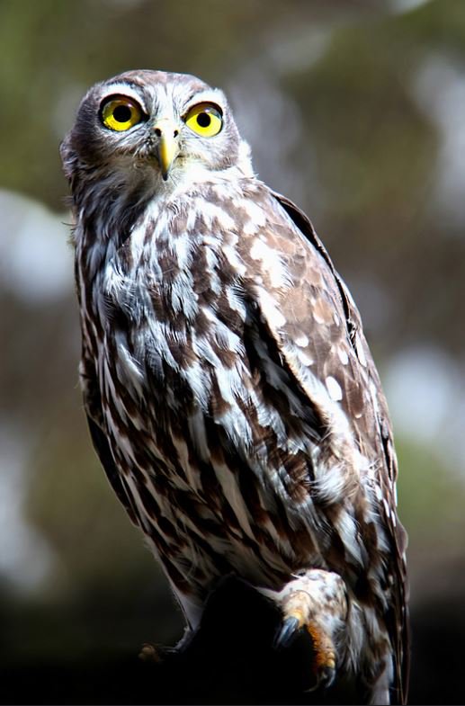 owl