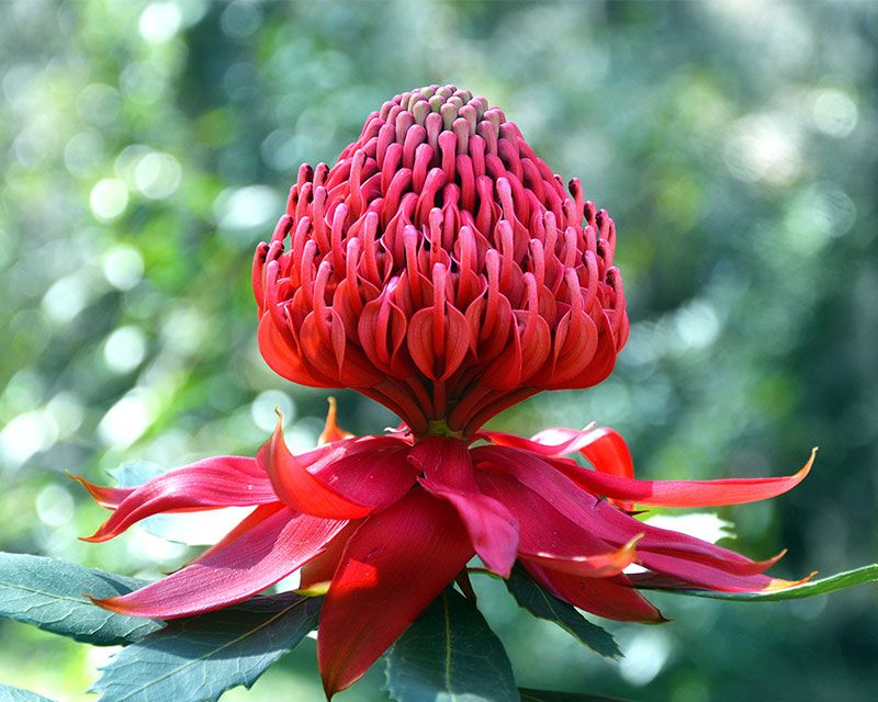 waratah